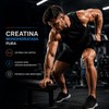 Creatina Monohidratada Micronizada 500 g Alta Pureza