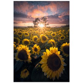 Great Jigsaw Puzzles for Adults 300 Pieces Sunflowers Field Challenging Puzzles for Adults Gift for Friends Family Home Decoration Puzzle