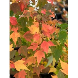 Unbranded Set 2 Trident Maple Trees - 6 to 12 Inch Tall - 4 Inch Pot - Deciduous Tree