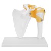 1:1 Life Size Human Anatomy Shoulder Joint Model Shoulder Blade