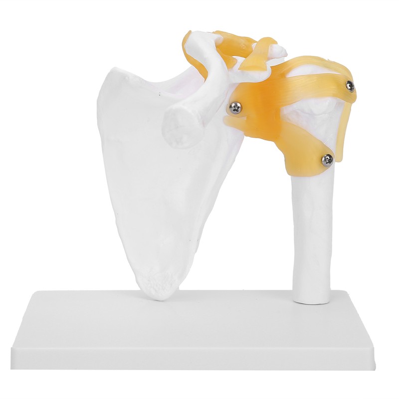 1:1 Life Size Human Anatomy Shoulder Joint Model Shoulder Blade