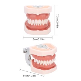 Modelo de Dientes 28 Dientes Dentales Modelo de Dientes Desmontables Modelo de Dientes Estándar Dentista Modelo de Dientes Modelo de Dentadura con Destornillador Pequeño