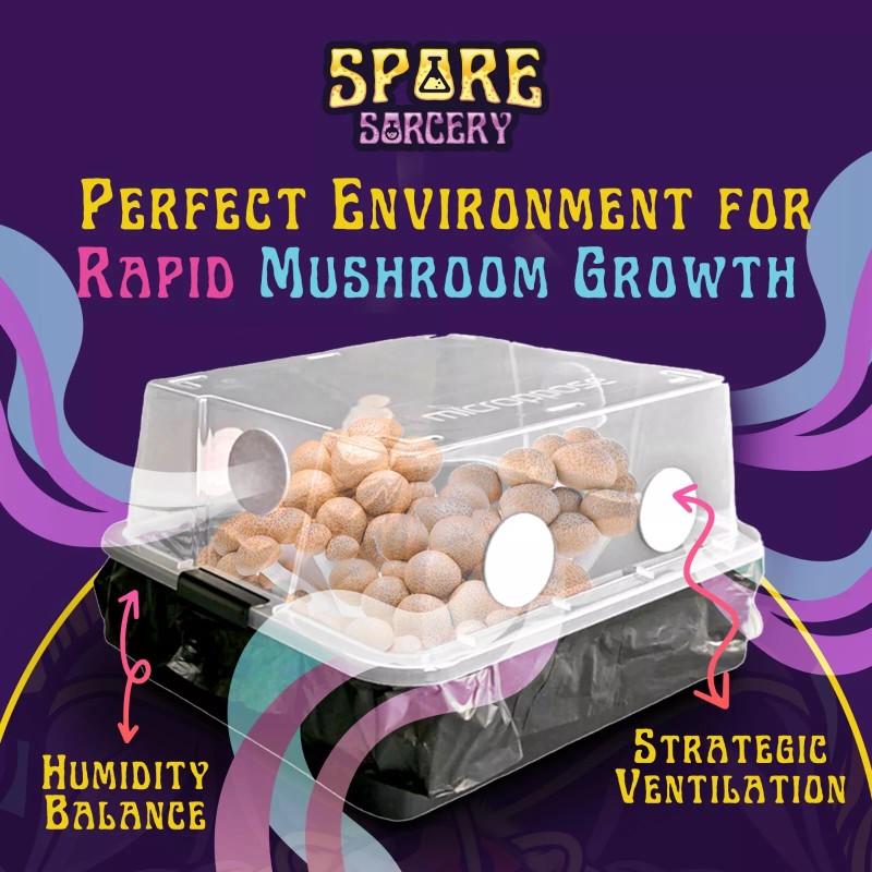 Spore Sorcery Medium Beginners Mushroom Grow Kit | Indoor Grow