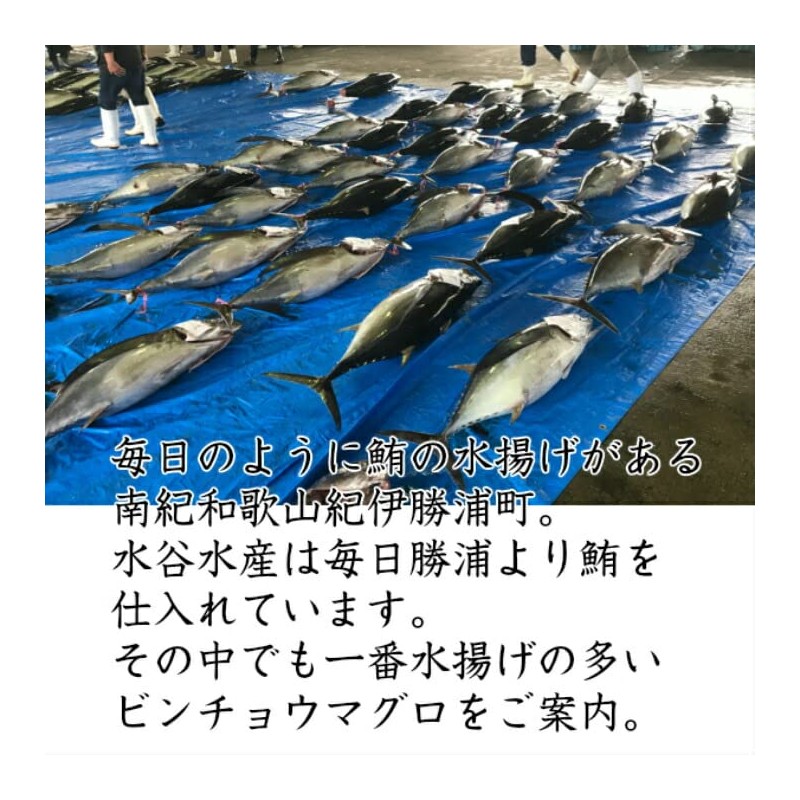 (Mizutani Suisani) Bincho Tuna, Tuna, Sashimi from Kiikatsuura (Block)
