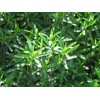 CEMEHA SEEDS - Seeds Summer Savory Non GMO Herbs for