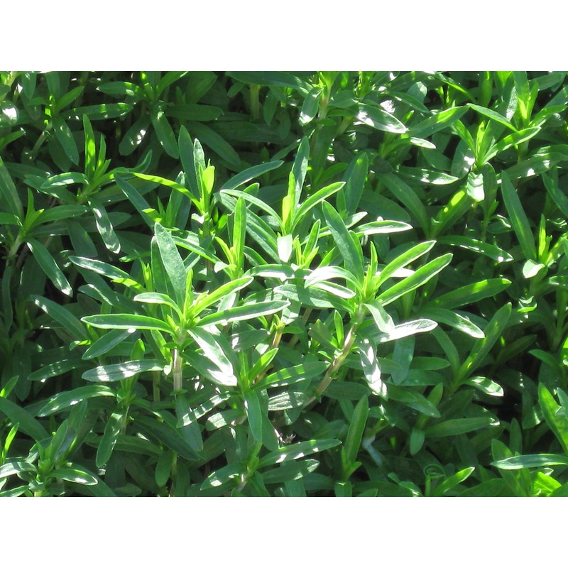 CEMEHA SEEDS - Seeds Summer Savory Non GMO Herbs for