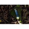 Olight Arkfeld Pro Paw Edition CW LED Light/Green Beam/UV, 1300