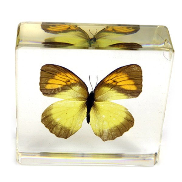 REALBUG Yellow Orange Tip Butterfly Paperweight(3x3x1)