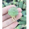 1am Succulents Rare Cactus - Pseudolithos Migiurtinus (0.4"-0.5")