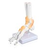 Isaac Technologies IC-B10240 Right Foot and Ankle with Ligaments