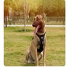 WINHYEPET No-Pull Dog Harness,Adjustable Outdoor Vest Reflective Nylon Soft Pet