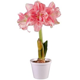 Van Zyverden Premium Fast Track Amaryllis™ Double Time™ Set of 1 Bulb