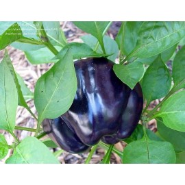 Southeast Seeds Purple Beauty Bell Pepper Seeds, Sweet, NON-GMO, Heirloom, Variety Sizes - 50 Seeds