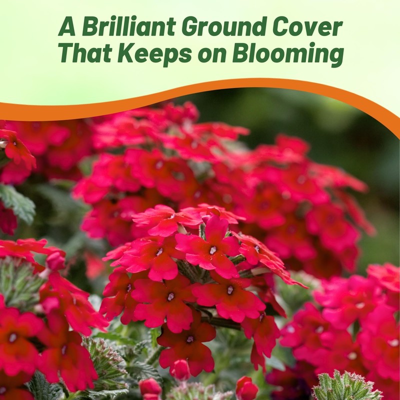 Outsidepride Rose Verbena Seeds for Planting - 1000 Pcs. Annual,