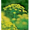 Little Seed Store 301+MAMMOTH Long Island DILL Seeds Native Culinary