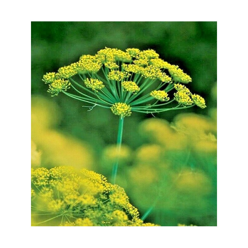 Little Seed Store 301+MAMMOTH Long Island DILL Seeds Native Culinary