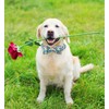 Unique style paws Dog Collar Bow tie Collar Adjustable Collars
