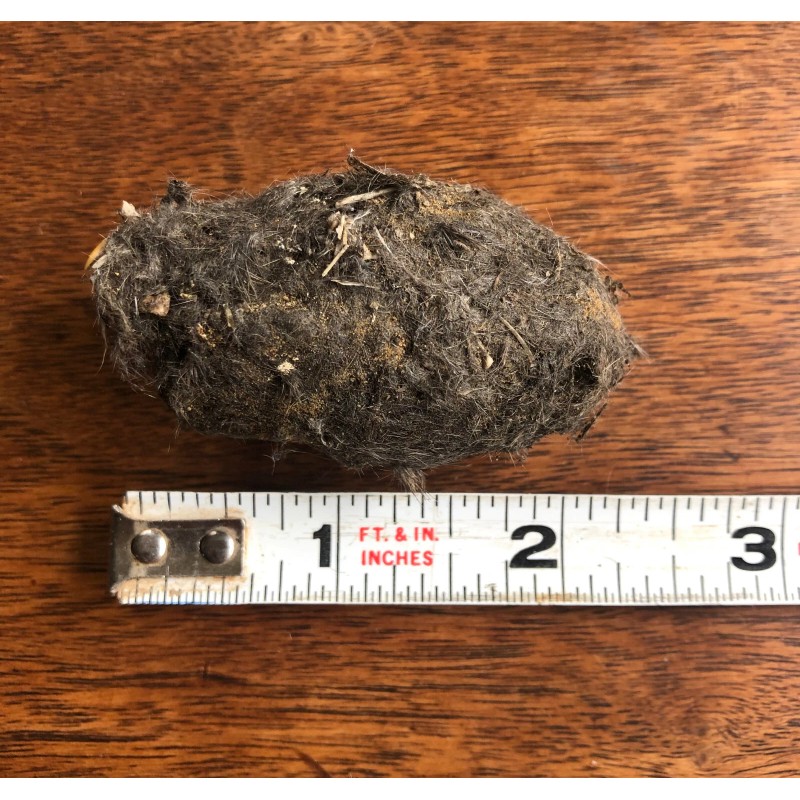 Pellets 3 LARGE OWL PELLETS - Sterilized - Nature study