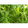 Serendipity Seeds 10 Heirloom Seeds- Caigua -Cyclanthera pedata- Rare -Unique