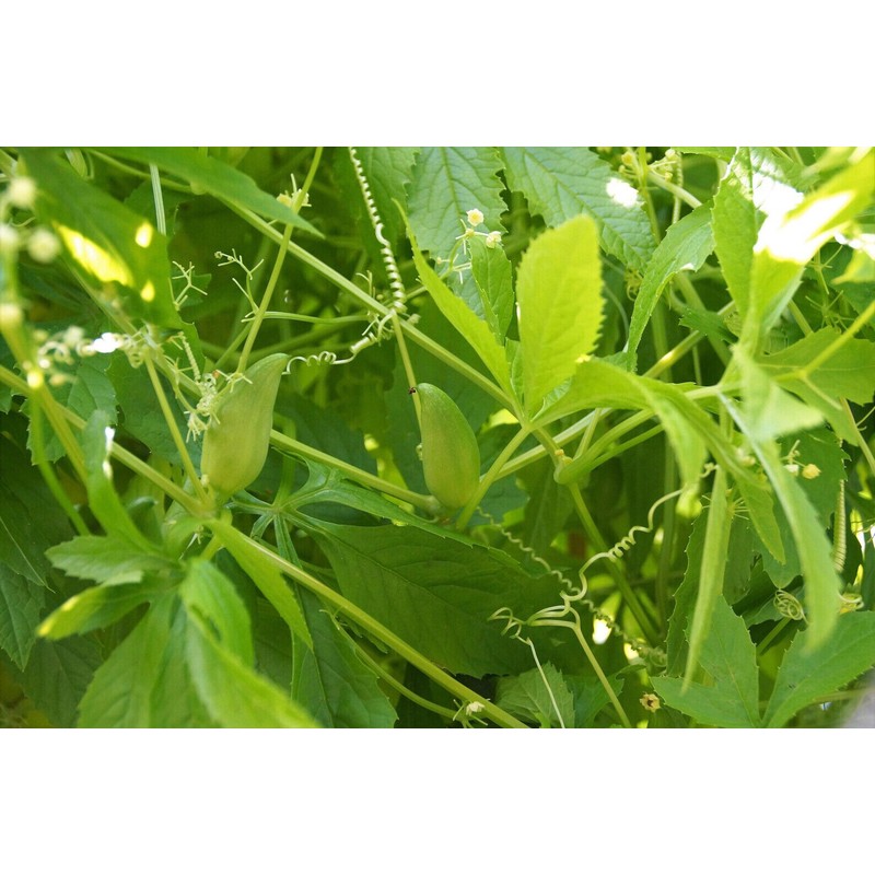 Serendipity Seeds 10 Heirloom Seeds- Caigua -Cyclanthera pedata- Rare -Unique