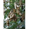 Buy Rare Seeds Tamarindus indica | Tamarind Tree | 10_Seeds
