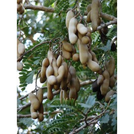 Buy Rare Seeds Tamarindus indica | Tamarind Tree | 10_Seeds