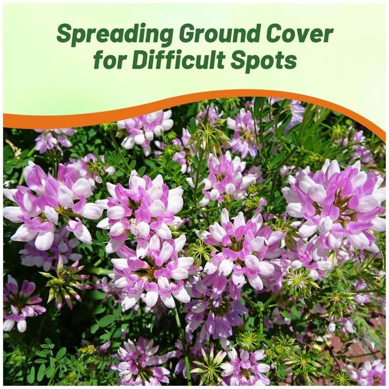 Outsidepride Perennial Crown Vetch Seeds - 1/4 lb. Drought-Tolerant, Fast-Growing