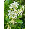 Home-Growth So fragrant Orange Jasmine, Murraya Paniculata - 10 Seeds