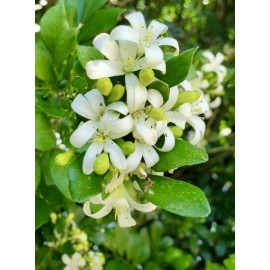 Home-Growth So fragrant Orange Jasmine, Murraya Paniculata - 10 Seeds 2025 - USA