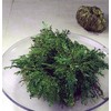 Rose of Jericho Resurrection Fern - Selaginella lepidophylla