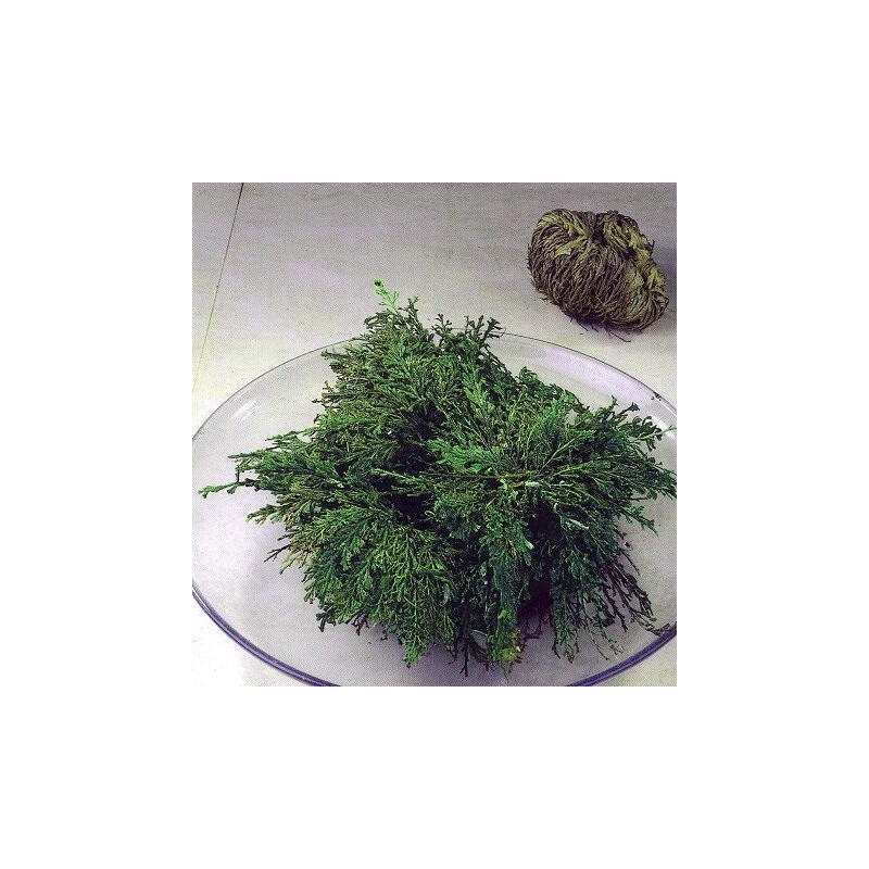 Rose of Jericho Resurrection Fern - Selaginella lepidophylla
