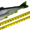 Oregon Rule Co. Big Fish Adhesive Backed Rules – 20