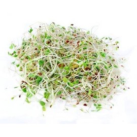 Todd's Seeds Wheatgrass Seeds; Hard Red Winter Wheat, Non-GMO, Chemical Free, High Germination (1/2 Pound)