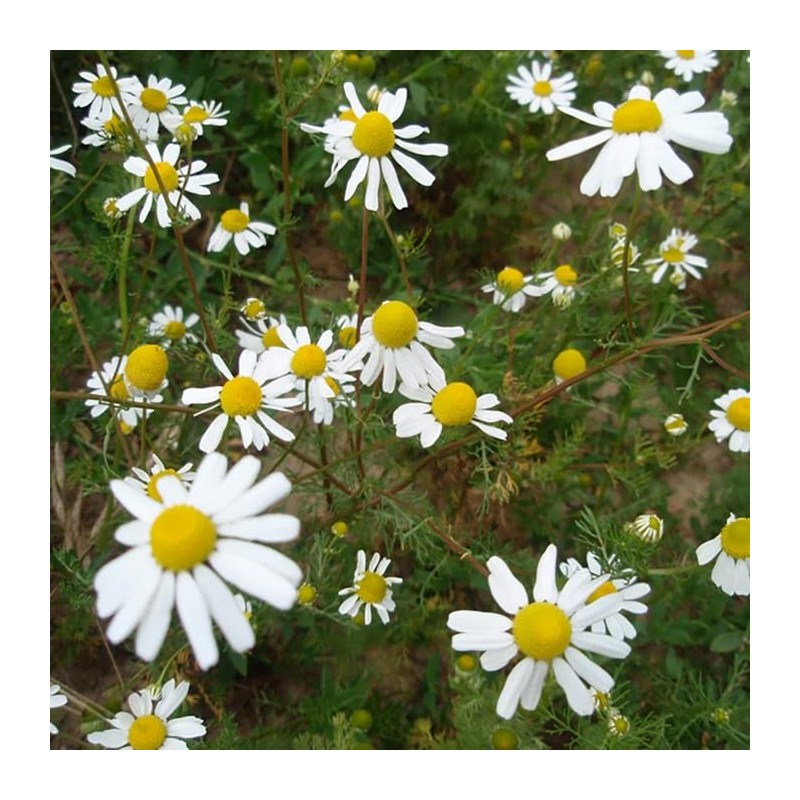 Perfect Potion Chamomile Shampoo 16.9 fl oz (500 ml)