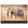 Elephant Grey Giants (Wall Calendar 2026 DIN A2 Landscape), CALVENDO