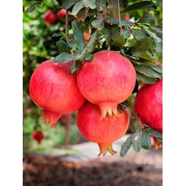 Parfianka Pomegranate Tree, Fruit Bearing, Hardy, 1 gal Nursery Pot, 12-18 in Tree Height (Due to Agricultural Laws, we Cannot Ship to CA, AZ, AK, or HI)