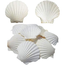 SEAJIAYI 6PCS Scallop Shells for Serving Food,Baking Shells Large Natural White Scallops from Sea Beach for DIY Craft Decor 4-5 Inches