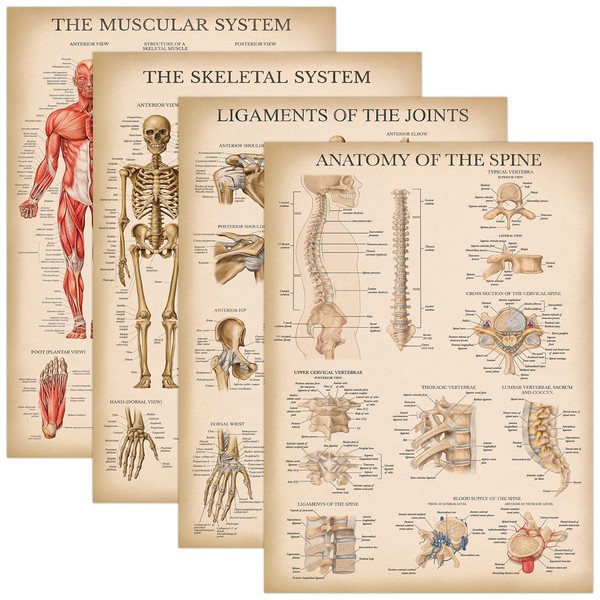 Palace Learning 4 Pack - Vintage Anatomy Poster Set -