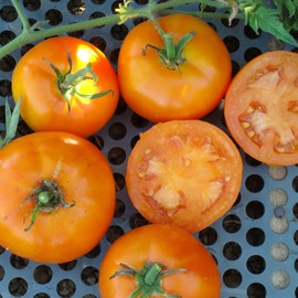 Caro Rich Tomato Seeds - 0.25 Oz ~1700 Seeds - Non-GMO, Heirloom - Vegetable Garden - Solanum lycopersicum