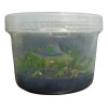 Invitroorquid Envases De Polipropileno 600 Ml Para Cultivo In Vitro
