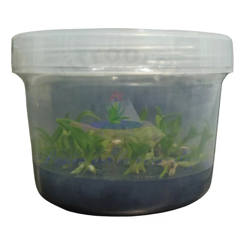 Invitroorquid Envases De Polipropileno 600 Ml Para Cultivo In Vitro