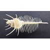 Florida Shells and Gifts One Beautiful Small Venus Comb Murex