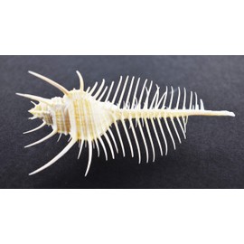 Florida Shells and Gifts One Beautiful Small Venus Comb Murex Shell Seashell 2-3" Nautical Beach Collector Decor