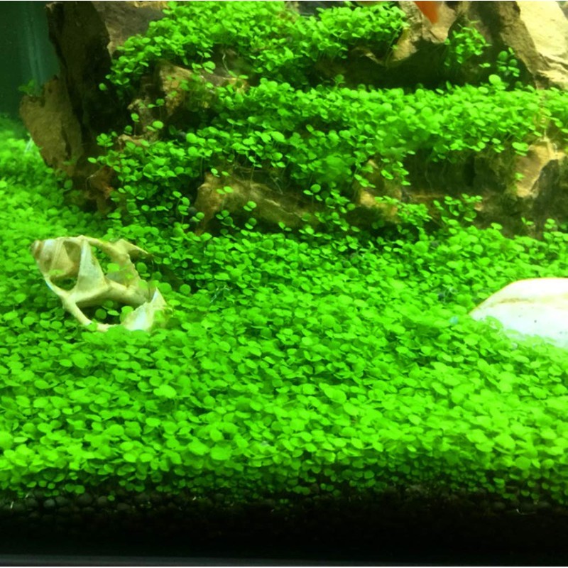 2 LB to Complete Freshwater Planted Aquarium Substrate,Aquatic plant cultivation