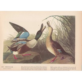 Audubon 1942 Vintage Birds #327 "SHOVELLER" Full Color Art Plate Lithograph