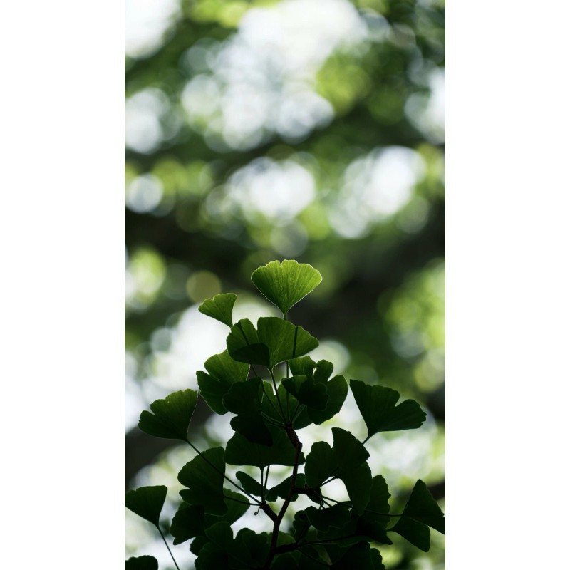 The Jonsteen Company Jurassic Ginkgo Tree | Seed Grow Kit