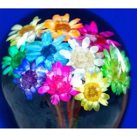 Real Dried Flower Clear Lucite Knob Handle Walking Stick with Black Beechwood Shaft - Silver Collar