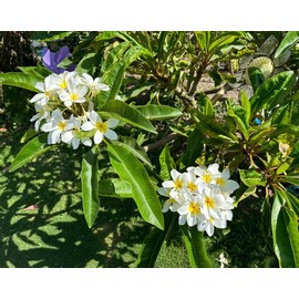 SLYNA White Plumeria Plant Cuttings Hawaiian Frangipani White Plant Unroots Plumeria Tree Cuttings, 4 Fresh Plumeria Cutting 12 Inch Long