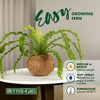 Better-Gro 17” Hanging Kokodama with Birds Nest Fern - Biodegradable,