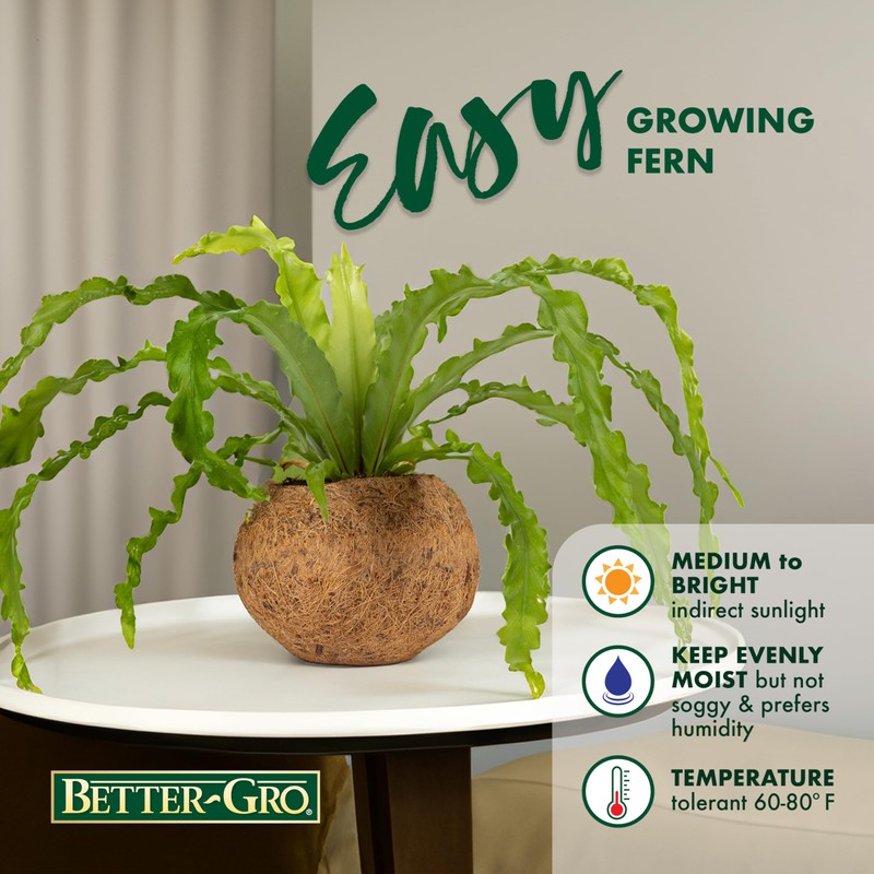 Better-Gro 17” Hanging Kokodama with Birds Nest Fern - Biodegradable,